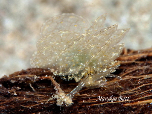 Cyerce species, taken in Romblon, Philippines by Marylin Batt 
